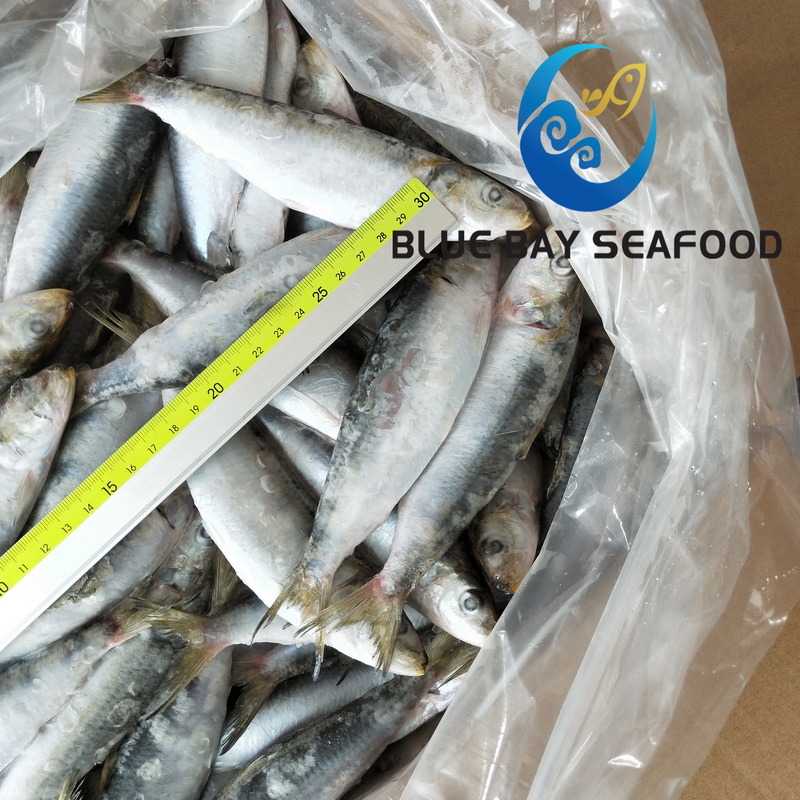 Tuna Bait Good Quality Sardine for Bait