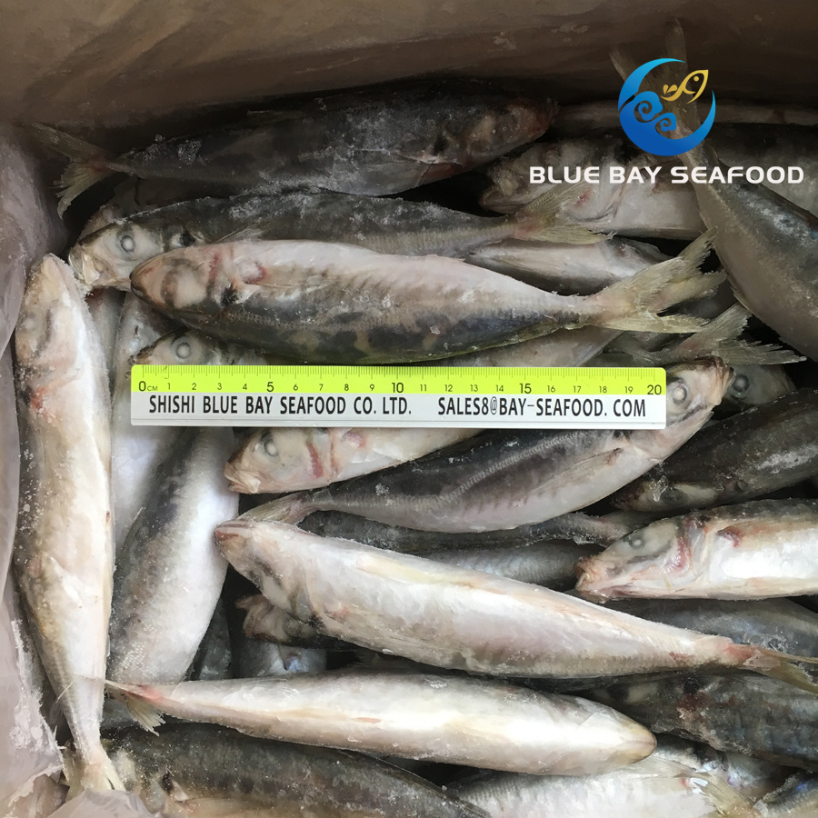 High Quality Frozen Round Scad IQF Whole Round Fish Food