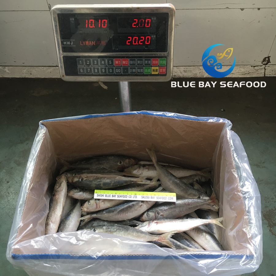 High Quality Frozen Round Scad IQF Whole Round Fish Food