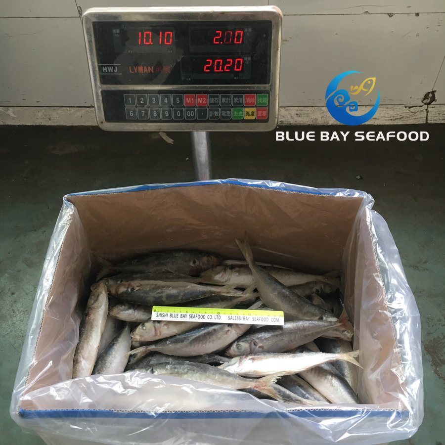High Quality Frozen Round Scad IQF Whole Round Fish Food