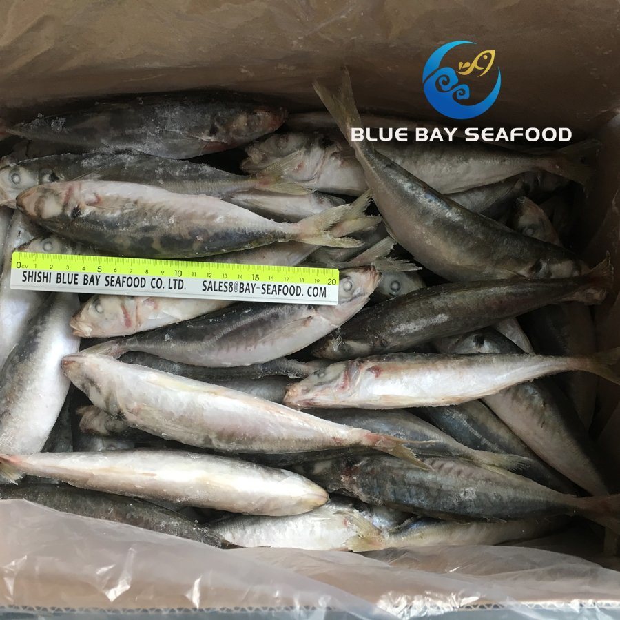 High Quality Frozen Round Scad IQF Whole Round Fish Food