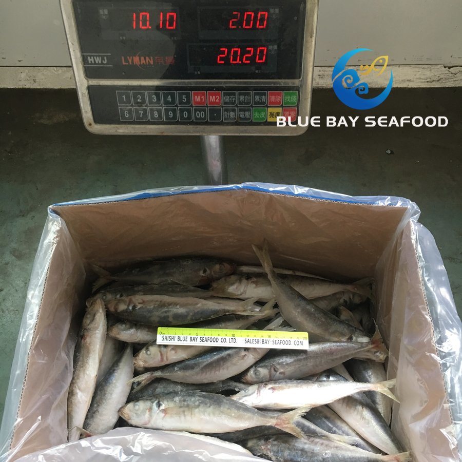 High Quality Frozen Round Scad IQF Whole Round Fish Food