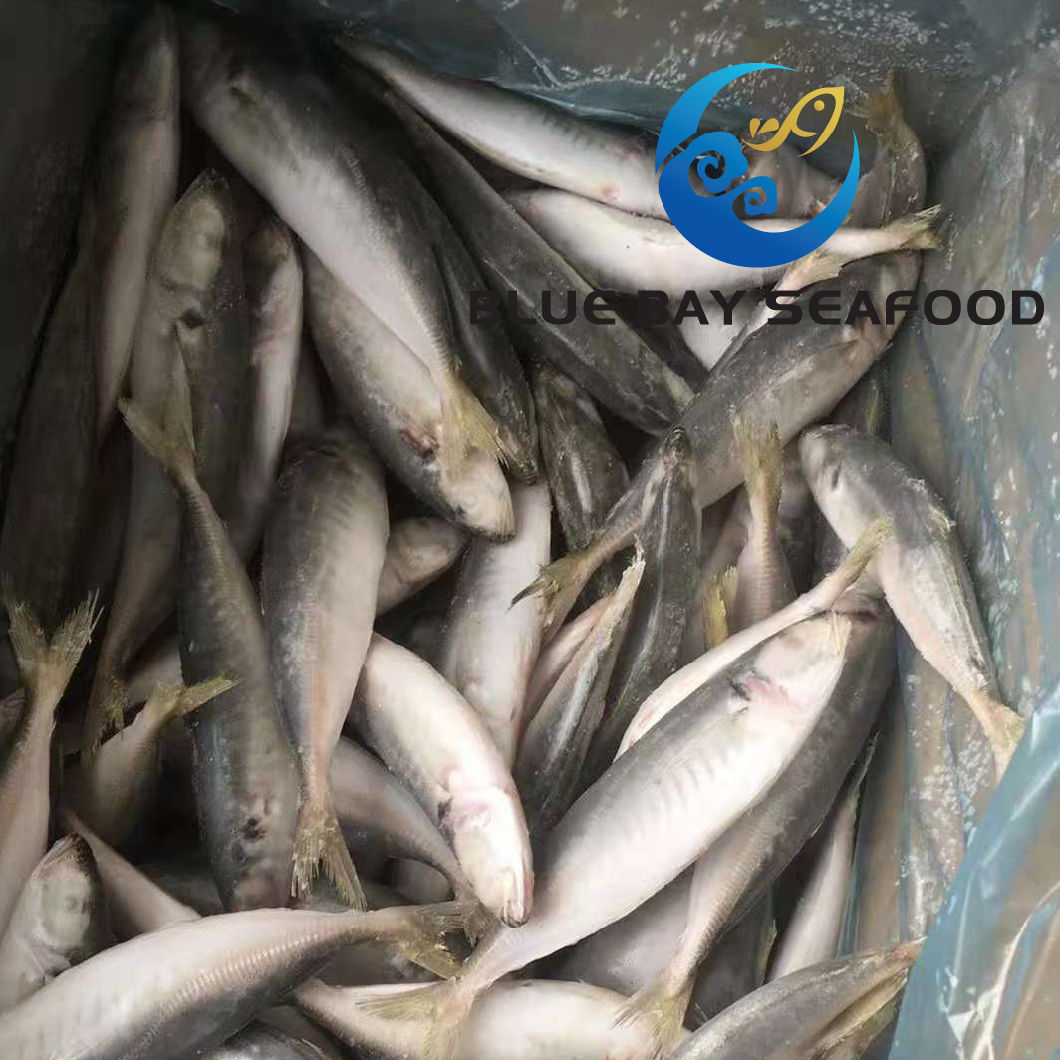 2018 New Arrival Frozen Horse Mackerel Whole Round