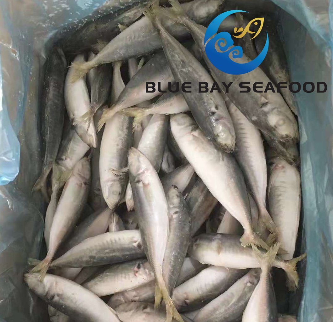 2018 New Arrival Frozen Horse Mackerel Whole Round