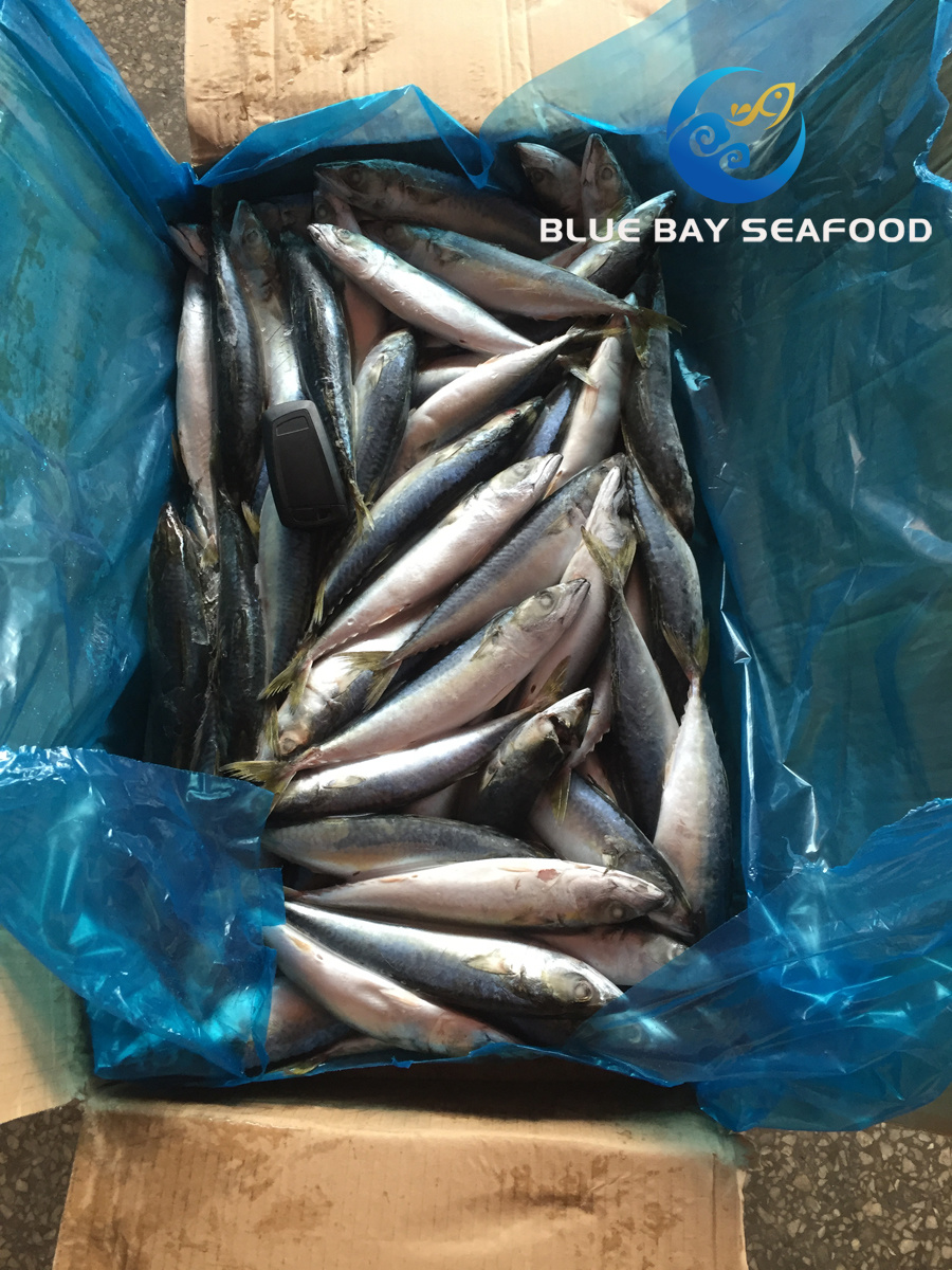 New Arrival Top Quality Frozen Pacific Mackerel Fish Good Price