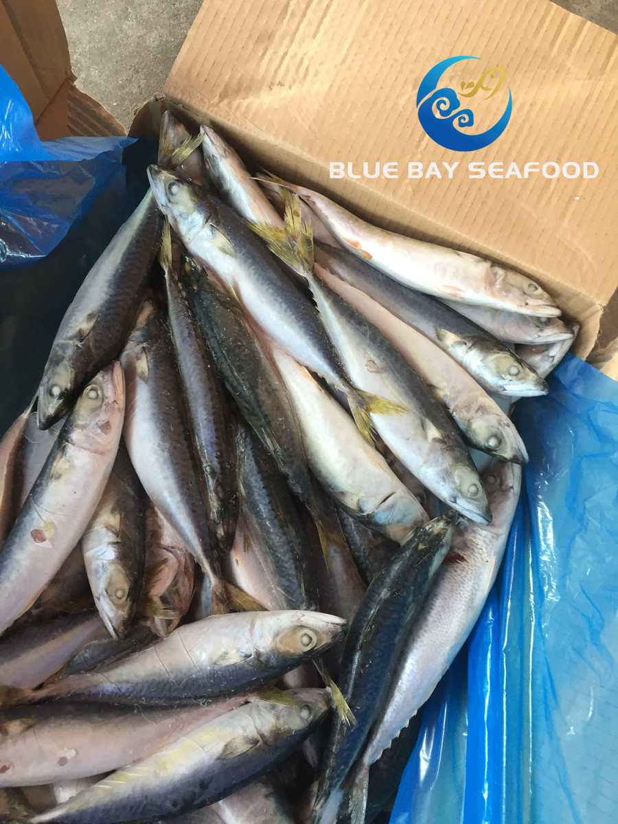 New Arrival Top Quality Frozen Pacific Mackerel Fish Good Price