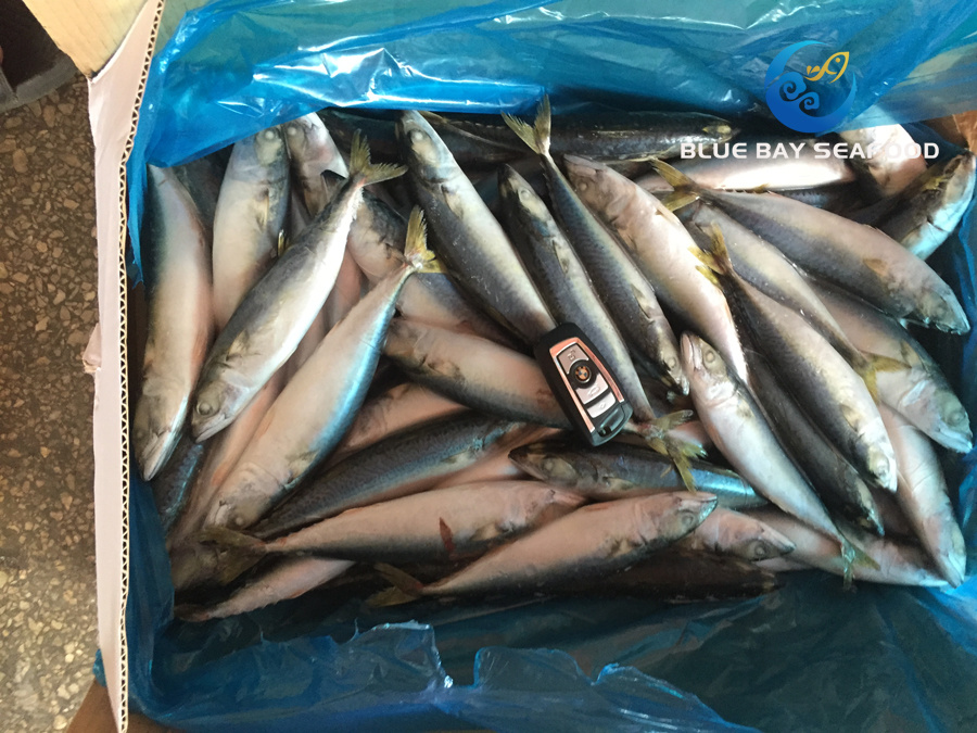 New Arrival Top Quality Frozen Pacific Mackerel Fish Good Price