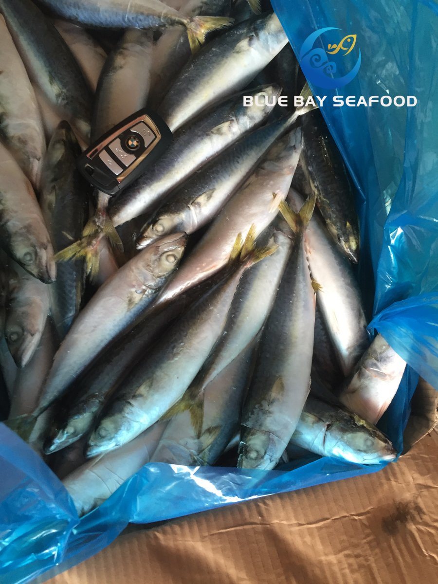 New Arrival Top Quality Frozen Pacific Mackerel Fish Good Price