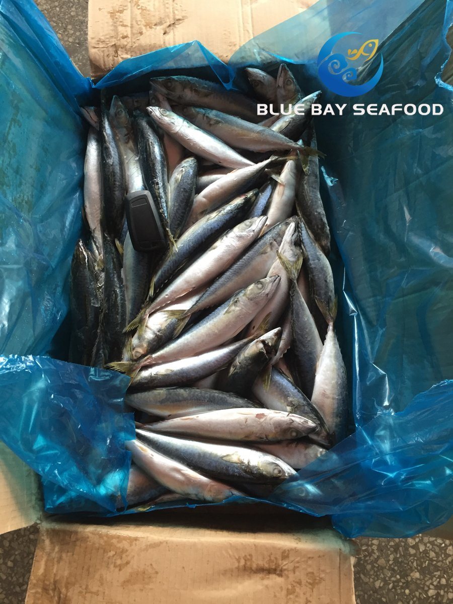New Arrival Top Quality Frozen Pacific Mackerel Fish Good Price