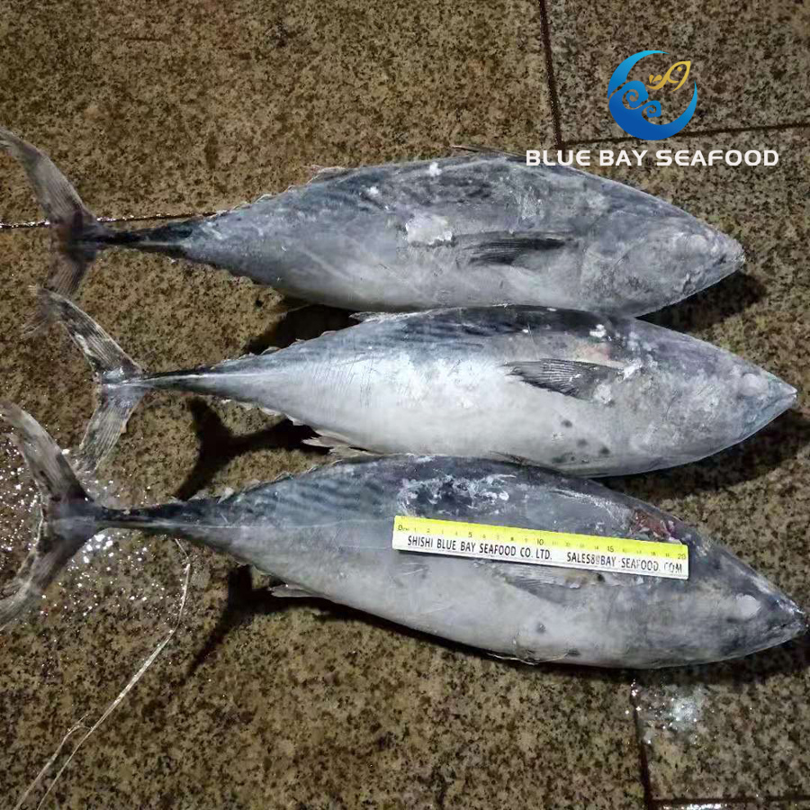 2kg up Sarda Fish Frozen Bonito Fish Whole Round