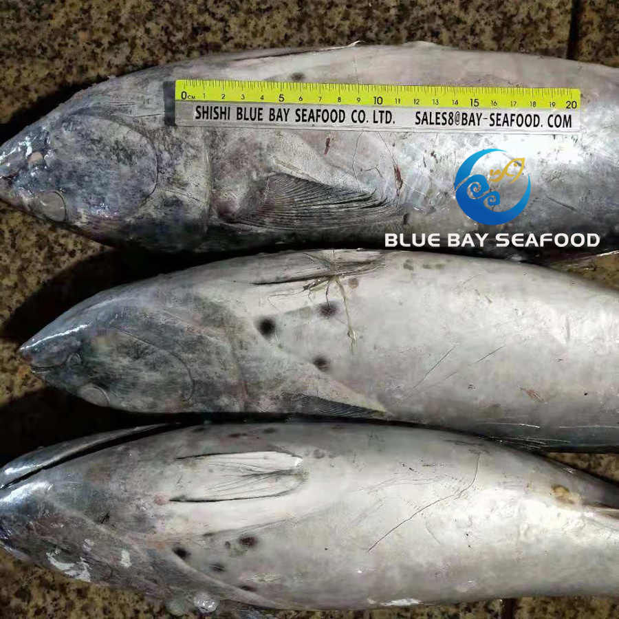 2kg up Sarda Fish Frozen Bonito Fish Whole Round