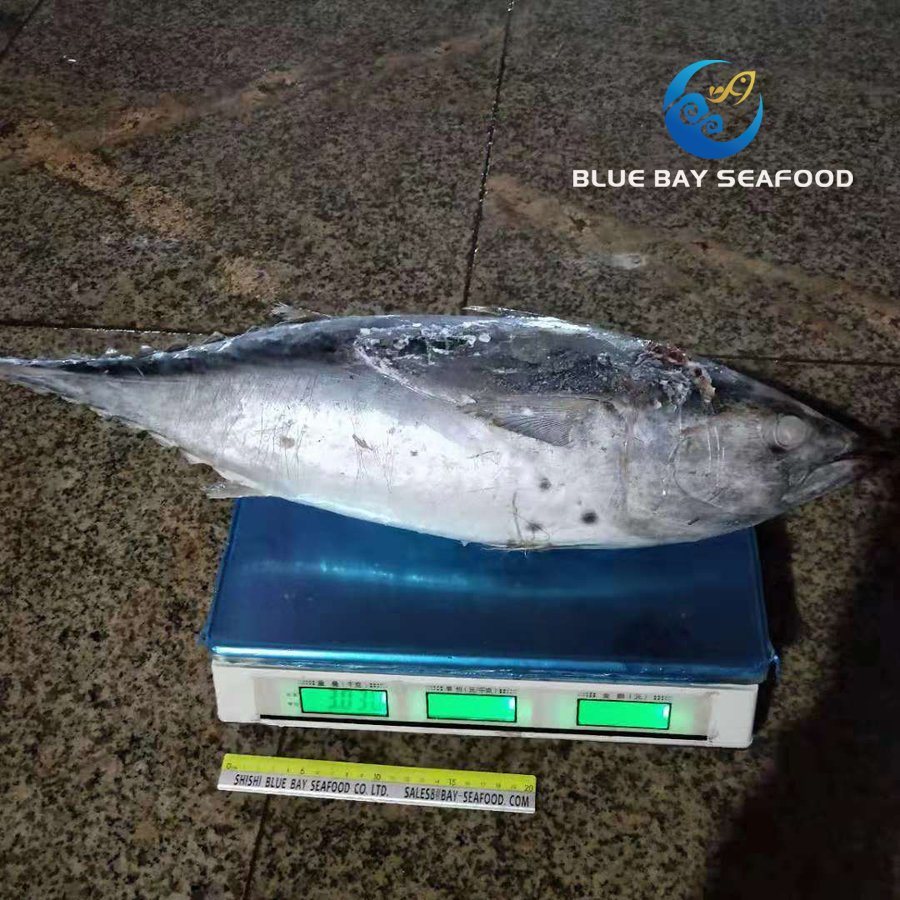 2kg up Sarda Fish Frozen Bonito Fish Whole Round