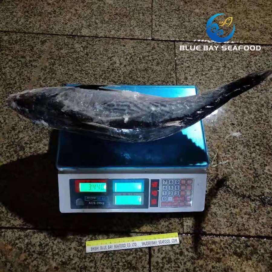 2kg up Sarda Fish Frozen Bonito Fish Whole Round