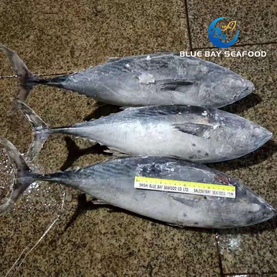 2kg up Sarda Fish Frozen Bonito Fish Whole Round