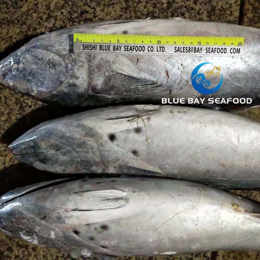 2kg up Sarda Fish Frozen Bonito Fish Whole Round