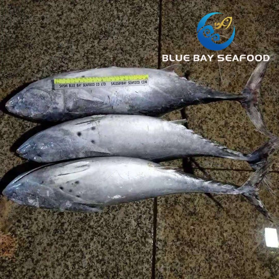 2kg up Sarda Fish Frozen Bonito Fish Whole Round