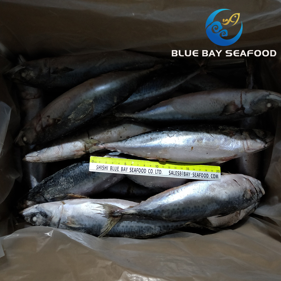 Sea Fish Seafood with Fresh Frozen Pacific Mackerel Fish