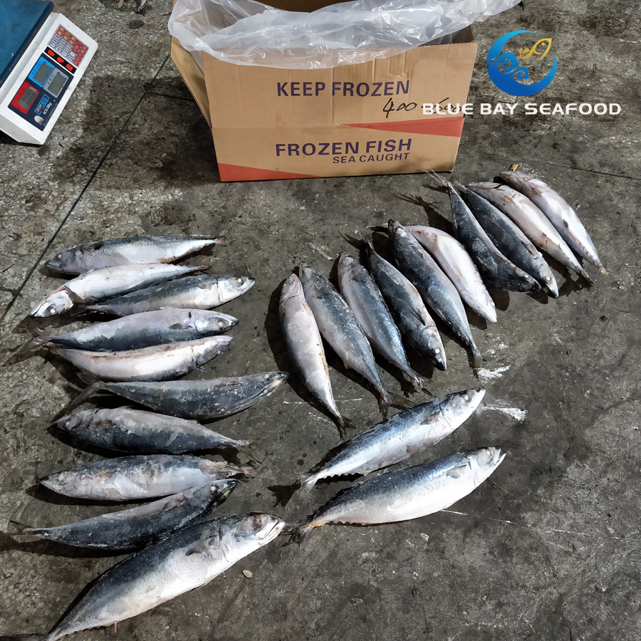 Sea Fish Seafood with Fresh Frozen Pacific Mackerel Fish