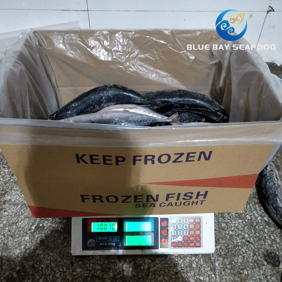 Sea Fish Seafood with Fresh Frozen Pacific Mackerel Fish