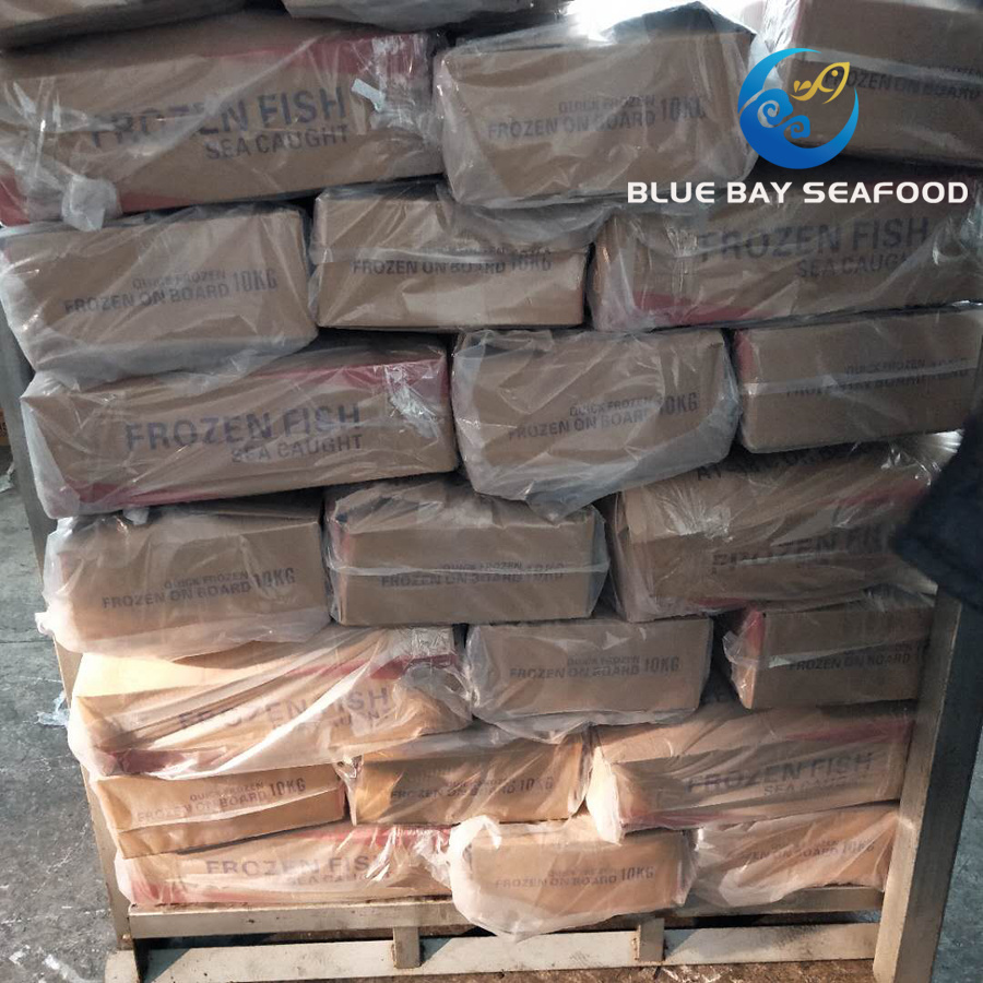Sea Fish Seafood with Fresh Frozen Pacific Mackerel Fish