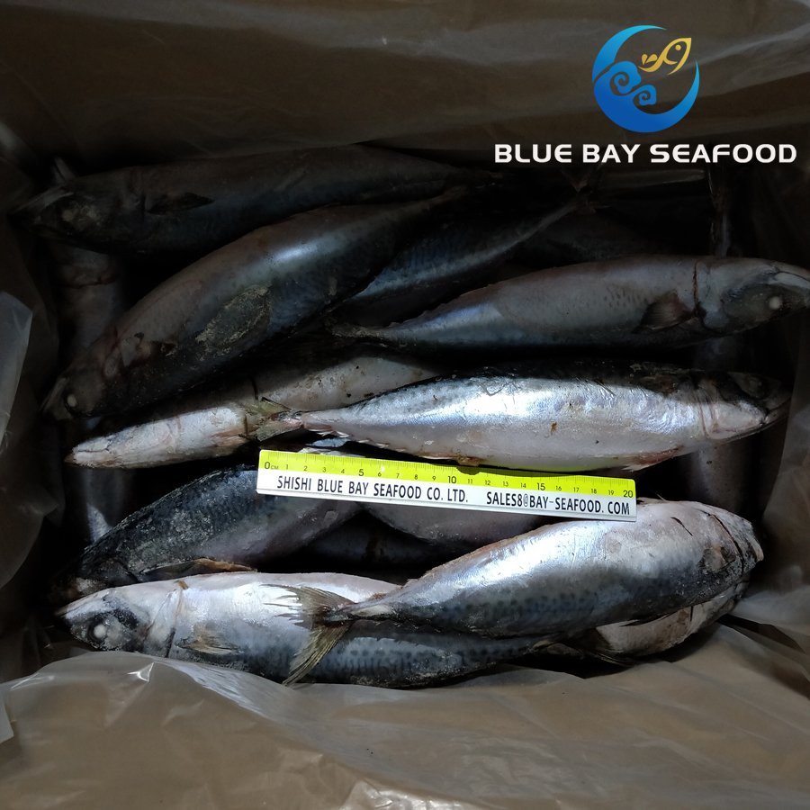Sea Fish Seafood with Fresh Frozen Pacific Mackerel Fish