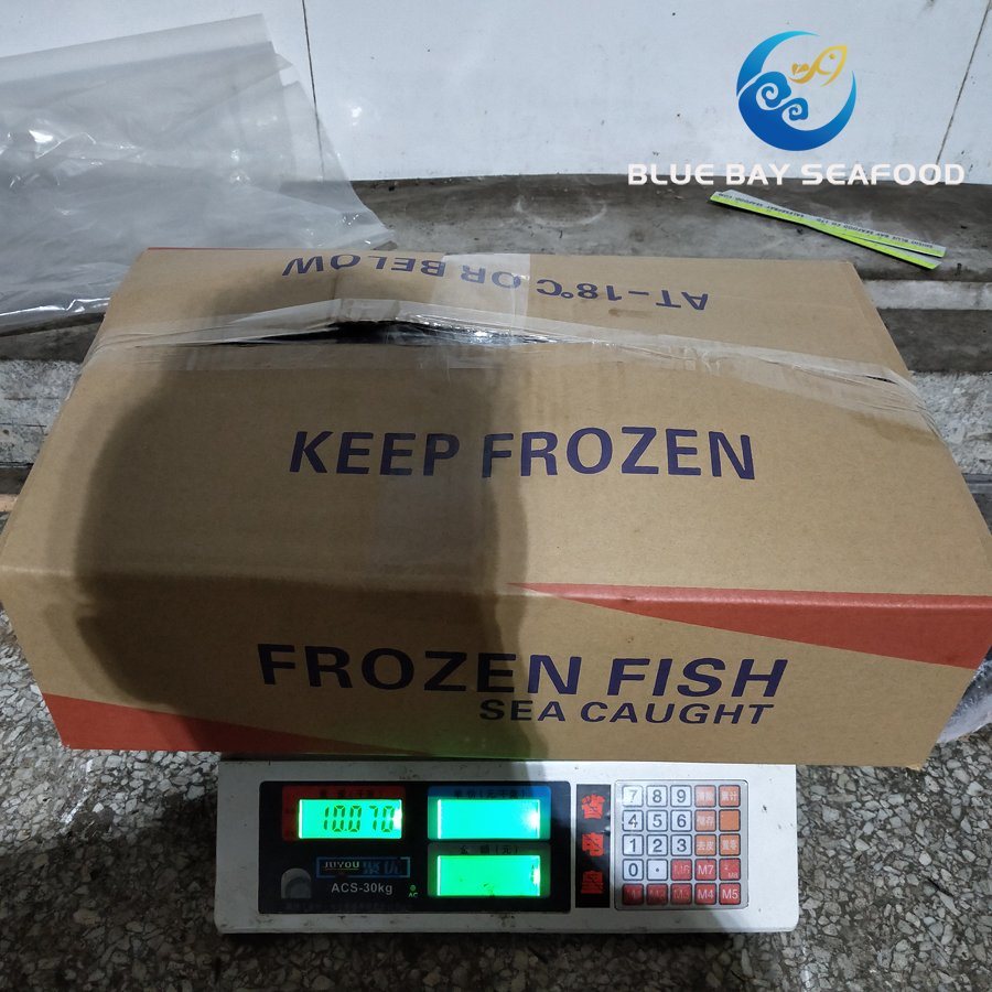 Sea Fish Seafood with Fresh Frozen Pacific Mackerel Fish