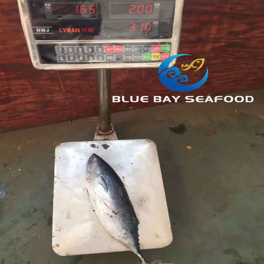 Frozen Bonito Tuna Auxis Thazard Seafood Fish with Good Price