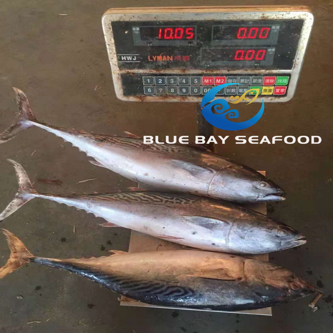 Frozen Bonito Tuna Auxis Thazard Seafood Fish with Good Price