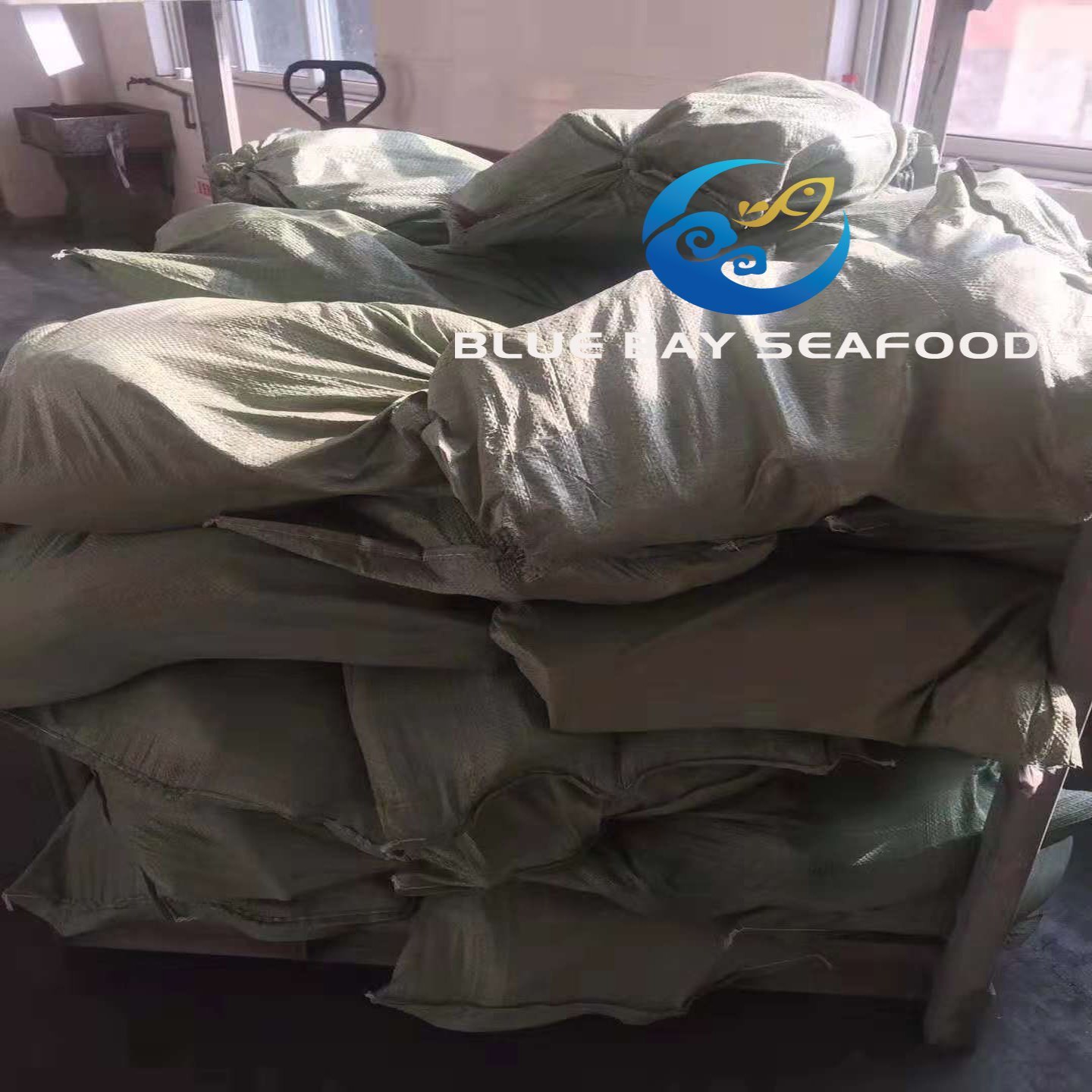 Frozen Bonito Tuna Auxis Thazard Seafood Fish with Good Price