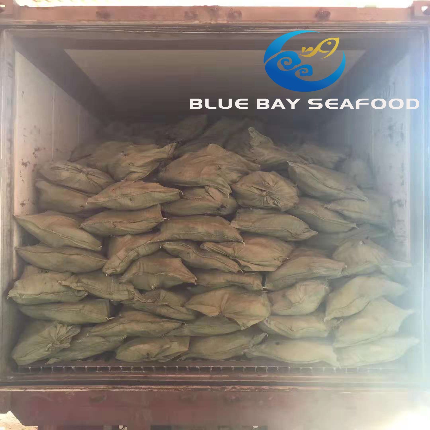 Frozen Bonito Tuna Auxis Thazard Seafood Fish with Good Price