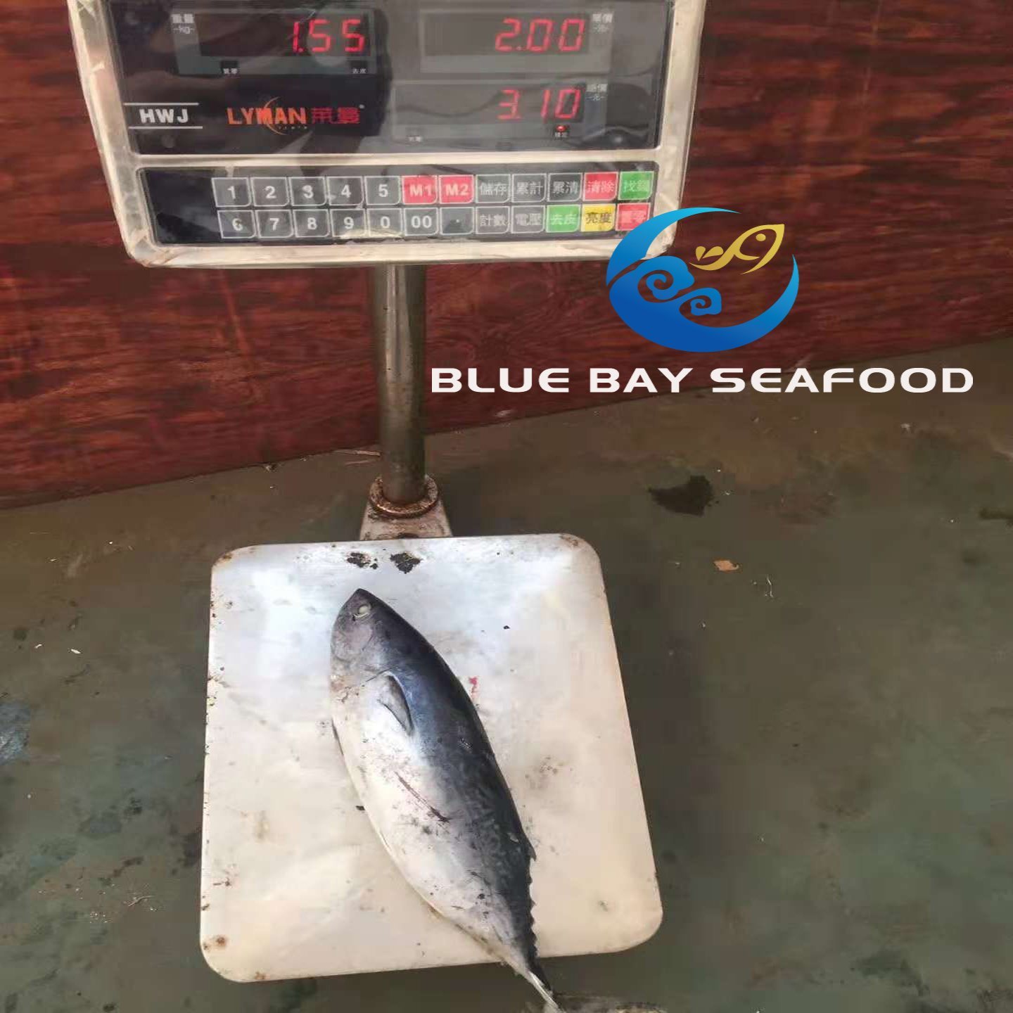 Frozen Bonito Tuna Auxis Thazard Seafood Fish with Good Price