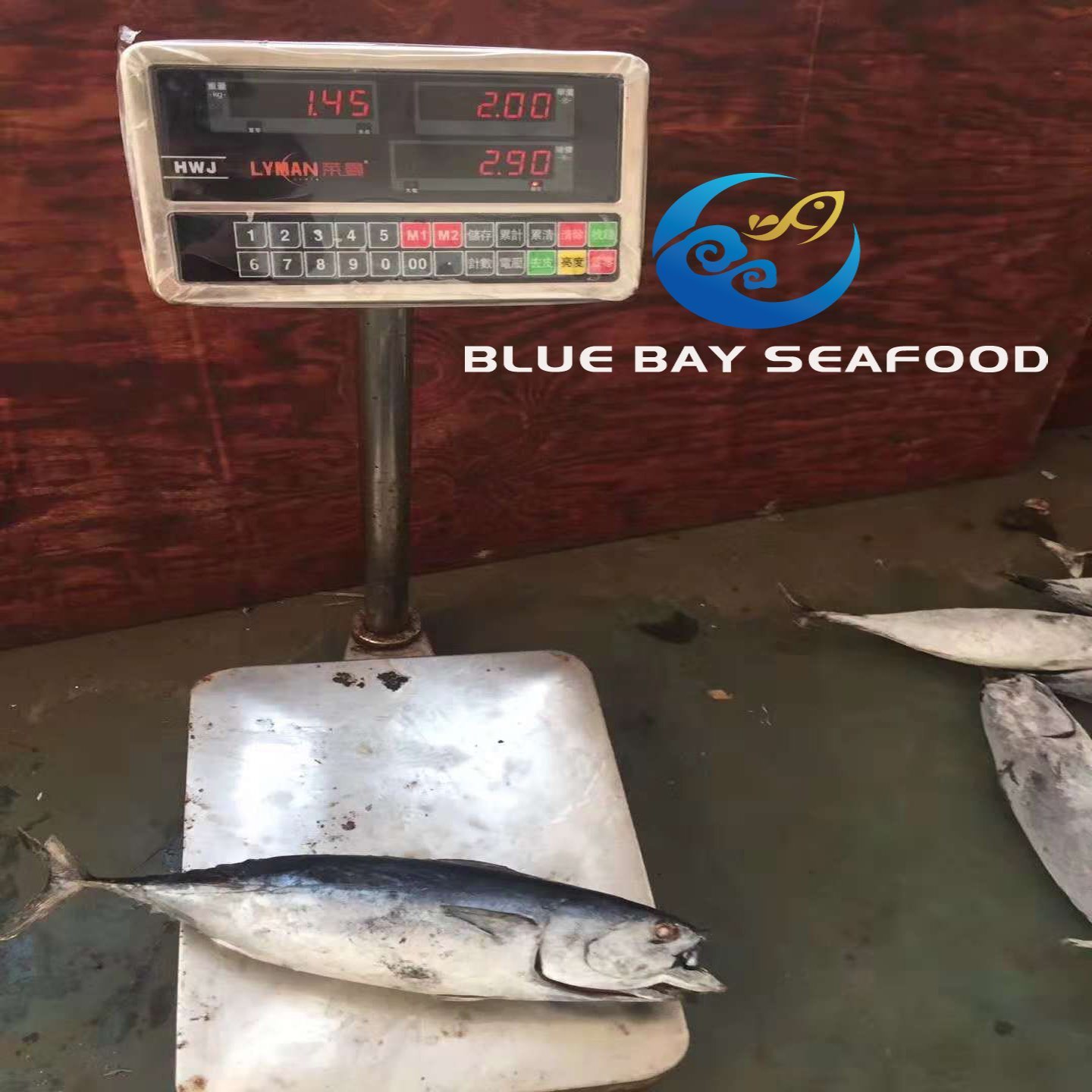 Frozen Bonito Tuna Auxis Thazard Seafood Fish with Good Price
