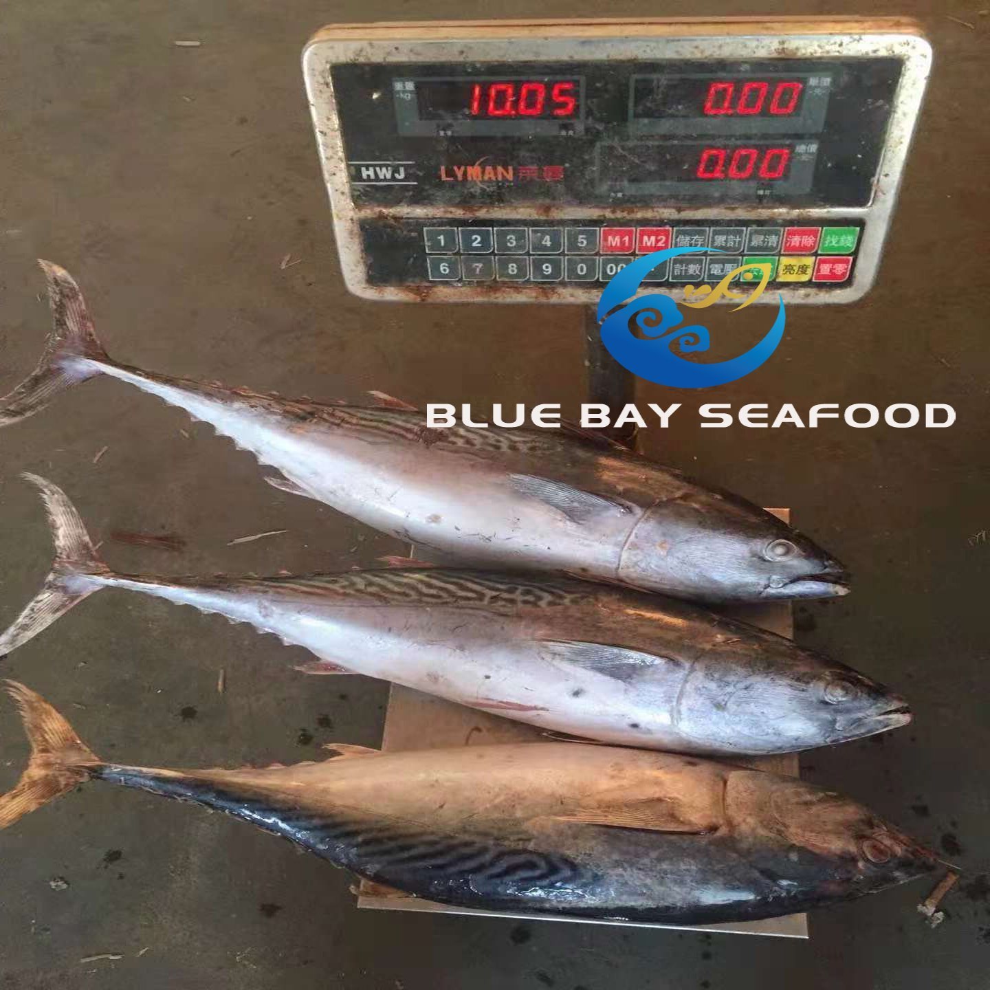 Frozen Bonito Tuna Auxis Thazard Seafood Fish with Good Price