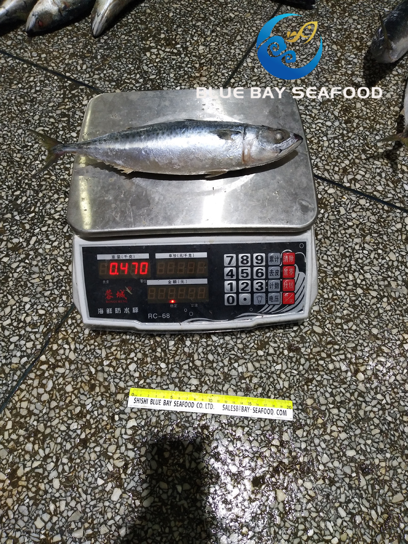 Sea Frozen Pacific Mackerel Yellow Tail 400-600g Mackerel Prompt Delivery