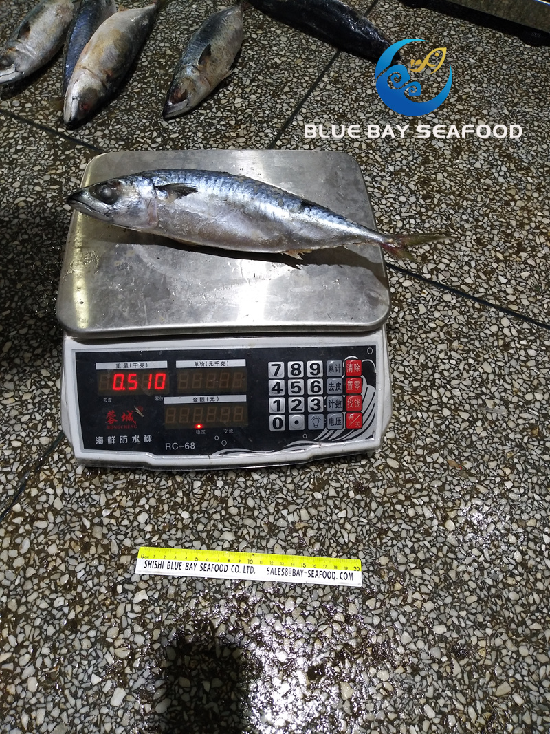 Sea Frozen Pacific Mackerel Yellow Tail 400-600g Mackerel Prompt Delivery