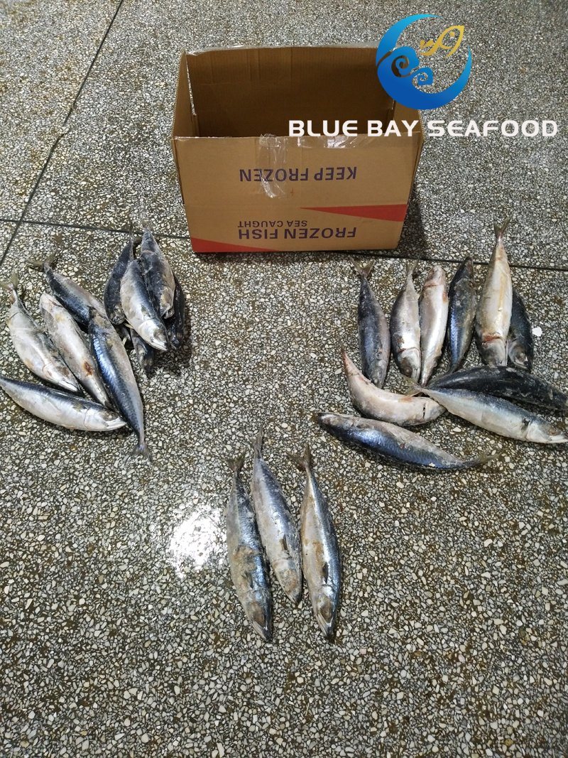 Sea Frozen Pacific Mackerel Yellow Tail 400-600g Mackerel Prompt Delivery