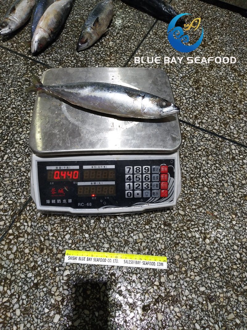 Sea Frozen Pacific Mackerel Yellow Tail 400-600g Mackerel Prompt Delivery