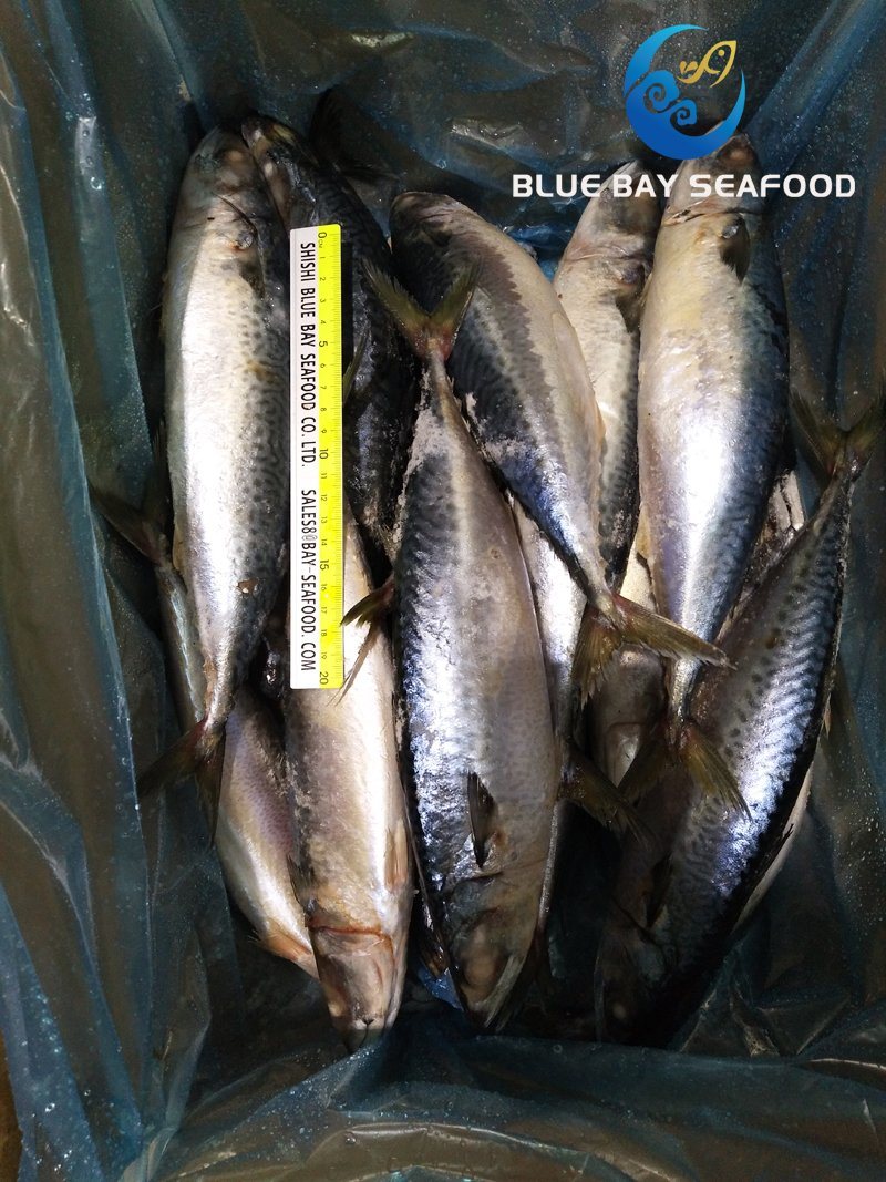 Sea Frozen Pacific Mackerel Yellow Tail 400-600g Mackerel Prompt Delivery