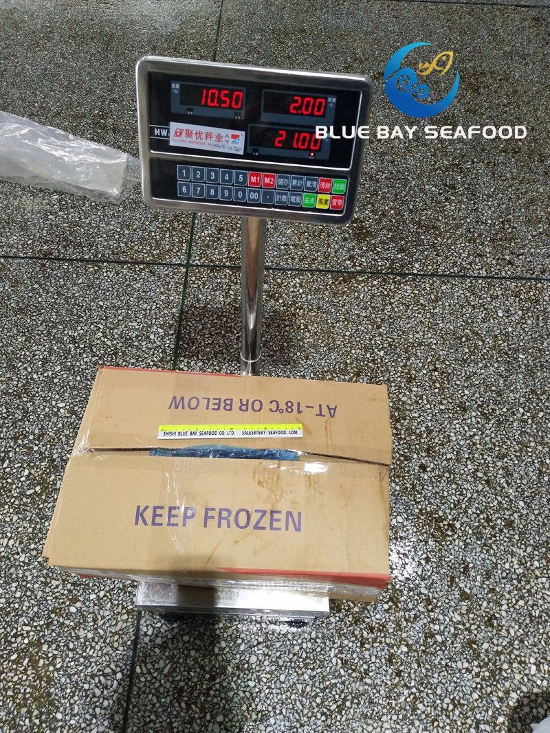 Sea Frozen Pacific Mackerel Yellow Tail 400-600g Mackerel Prompt Delivery