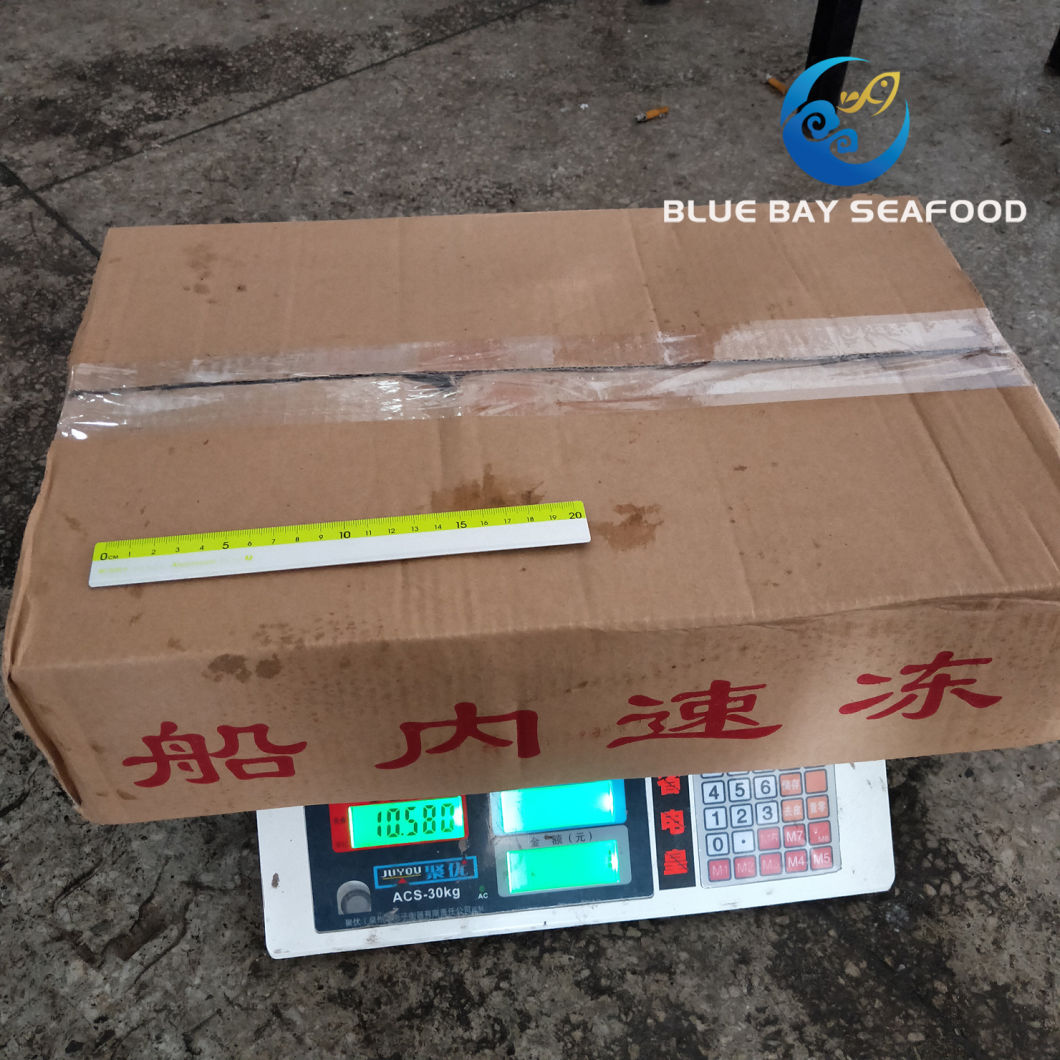 Ready Stock Good Quality of 200-300g Frozen Whole Pacific Mackerel