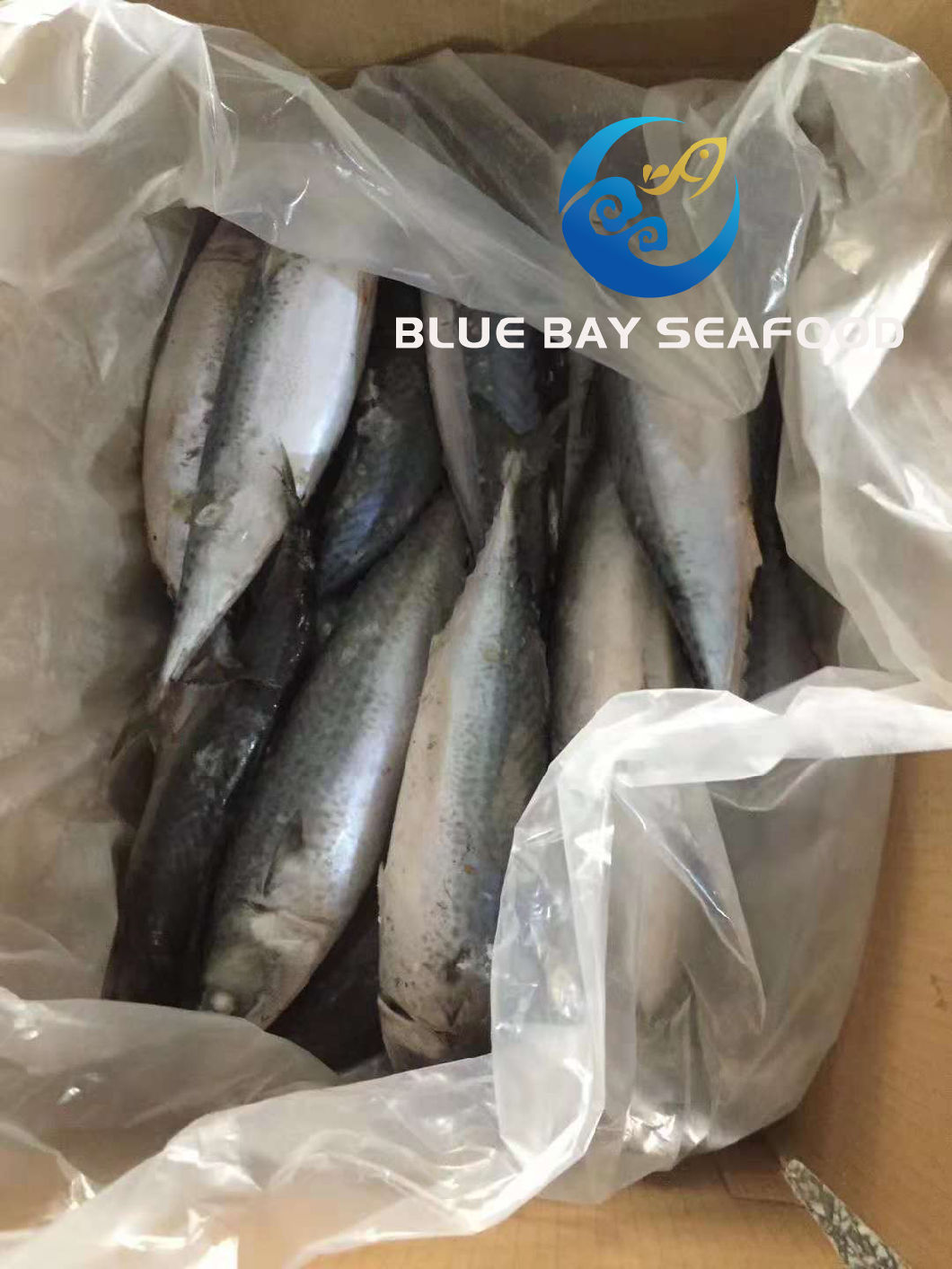 Board Frozen Pacific Mackerel 300-500g Frozen Fish for Market