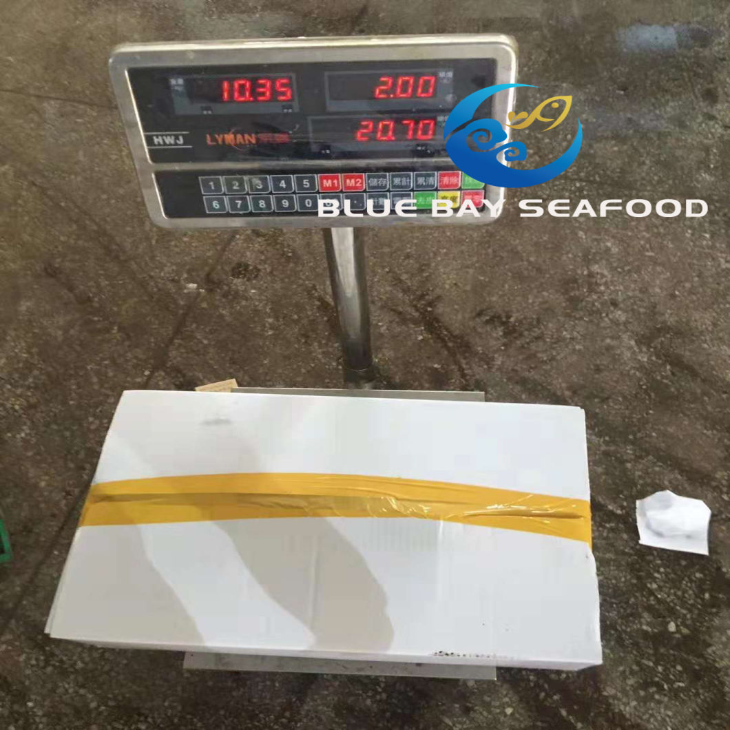 Board Frozen Pacific Mackerel 300-500g Frozen Fish for Market