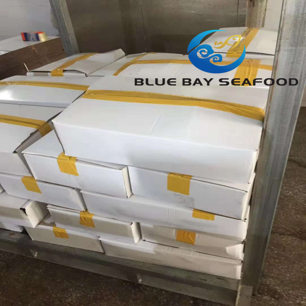 Board Frozen Pacific Mackerel 300-500g Frozen Fish for Market