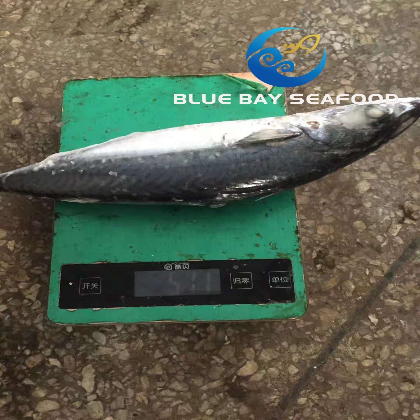 Board Frozen Pacific Mackerel 300-500g Frozen Fish for Market