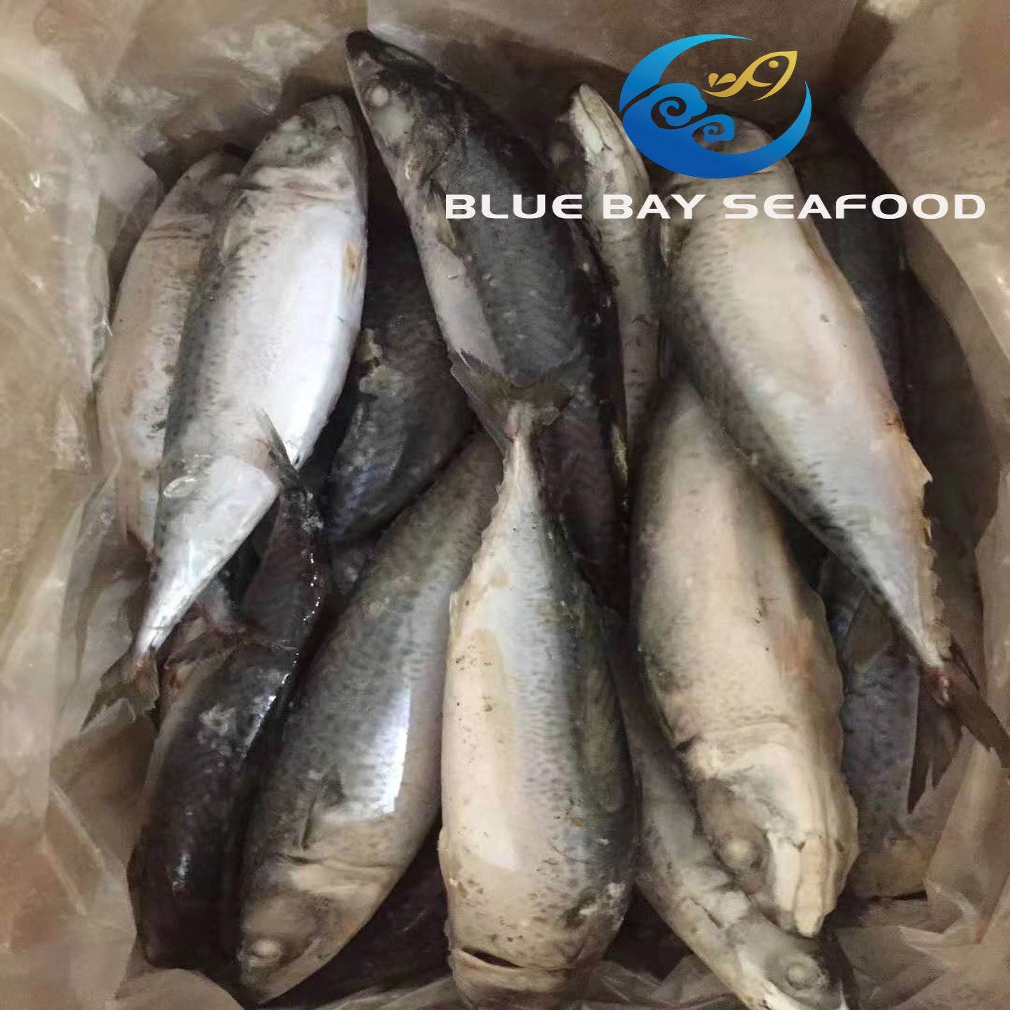 Board Frozen Pacific Mackerel 300-500g Frozen Fish for Market