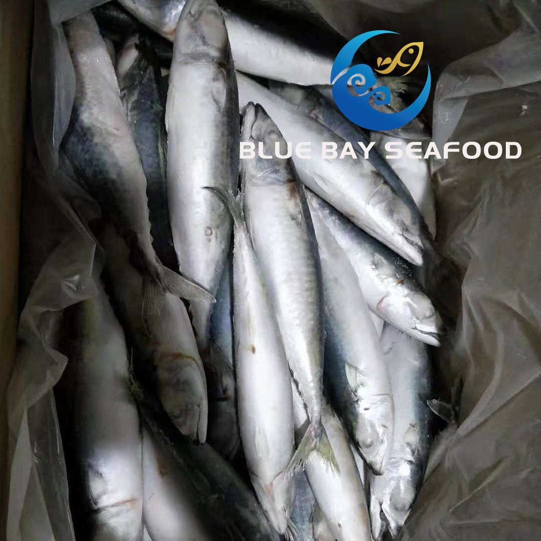 Size 6-8 PCS/Kg IQF Frozen Fish Pacific Mackerel