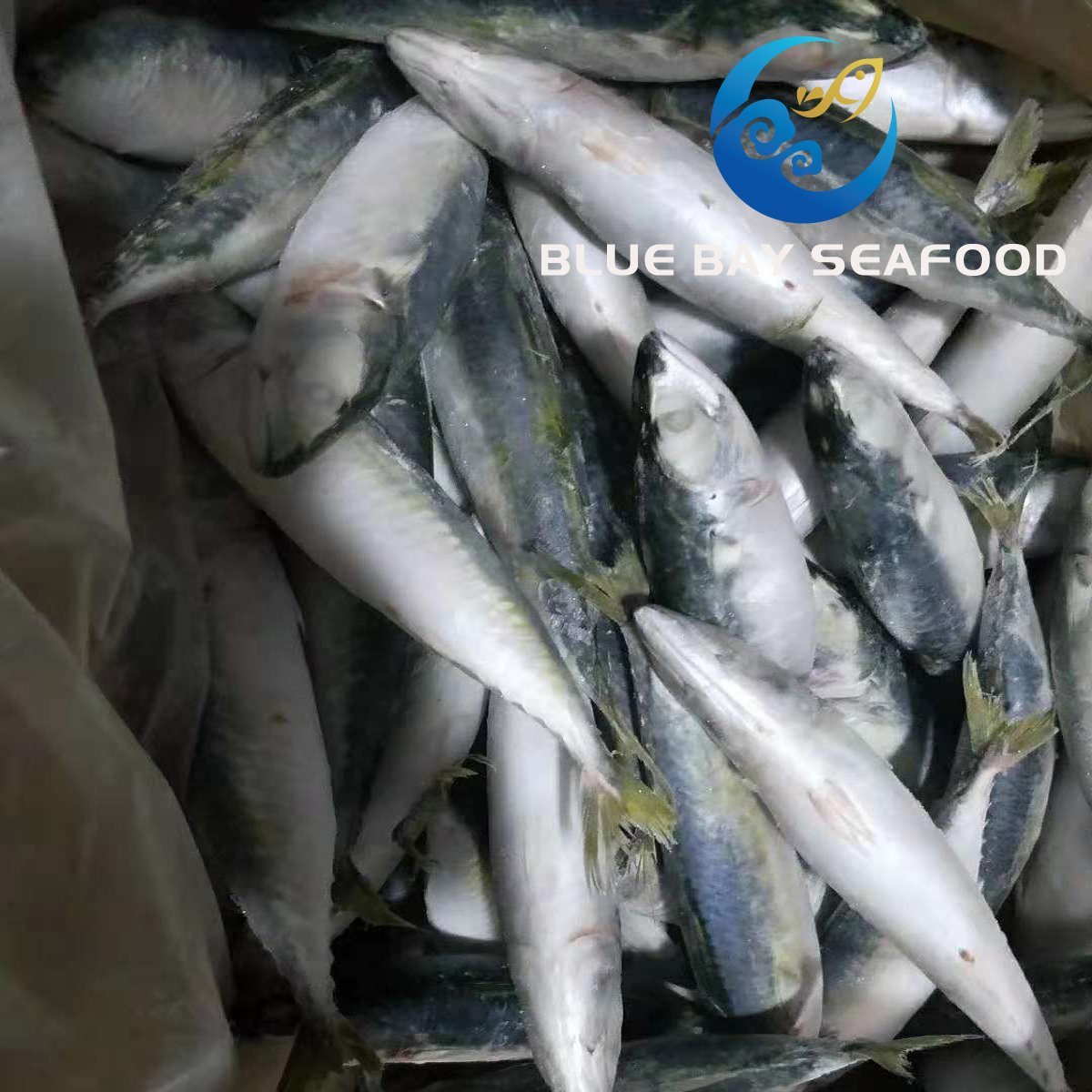 Size 6-8 PCS/Kg IQF Frozen Fish Pacific Mackerel