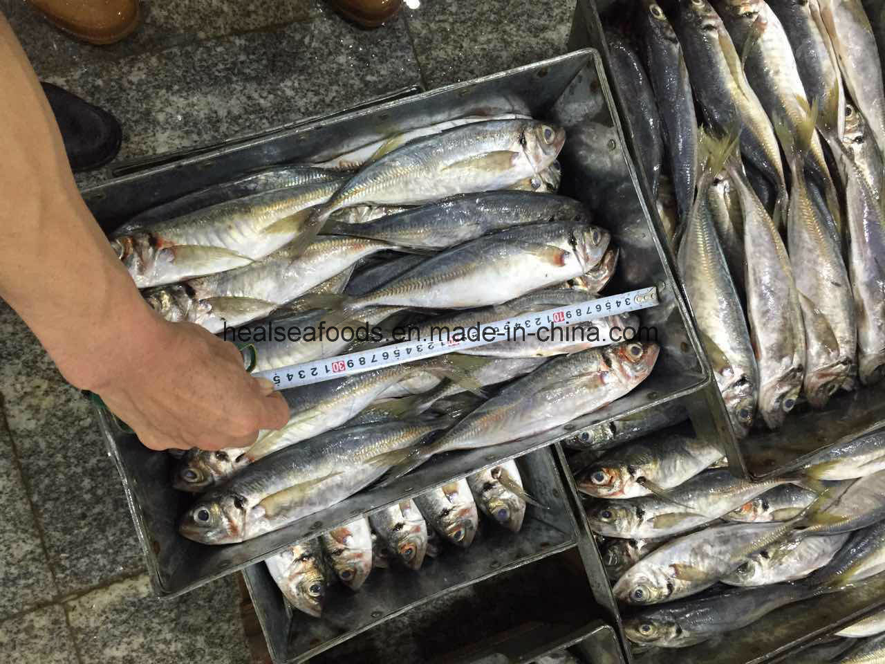 Frozen Horse Mackerel Fish 25cm+,China Price Supplier - 21food