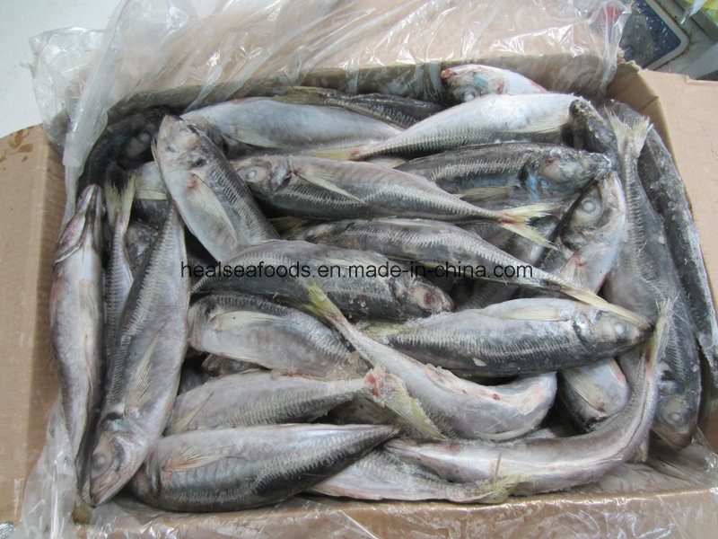 Chinese Factory Small Size Horse Mackerel Price