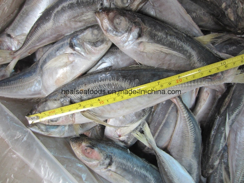 Chinese Factory Small Size Horse Mackerel Price